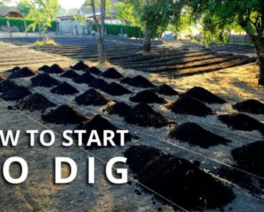 How to Make a No Dig Garden Bed