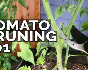 How to Prune Tomatoes for Maximum Yield and Plant Health