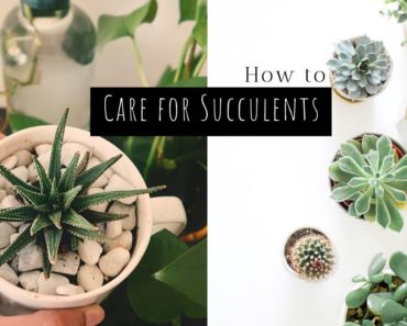 How to Care for Succulents in India | 5 Simple Tips // Garden Up