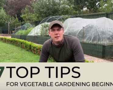 7 Tips for Vegetable Gardening Beginners