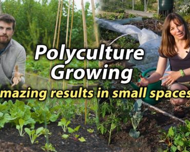 Polyculture Planting | Incredible Way to Increase Production in a Small Space Vegetable Garden