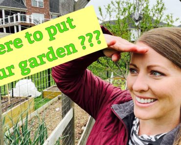Where to Put Your Garden | How To Have A Successful Garden | Beginner Gardening Tips