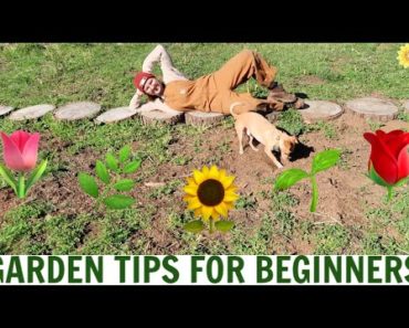 HOW TO GARDEN FOR BEGINNERS | MY BEST TIPS FOR STARTING A GARDEN