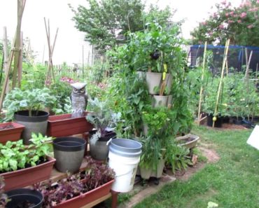 Vegetable Garden Tour & Tips 7/19/2018: Mature Tomatoes & Peppers, Crops to Plant Now