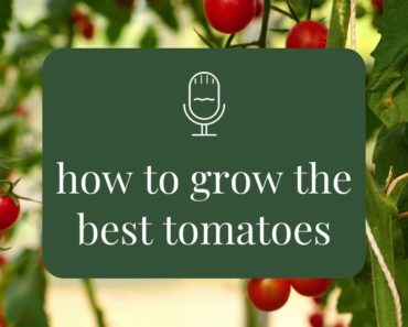 Growing tomatoes – beginner gardening advice – Rooting for You Podcast Season 3 Episode 9