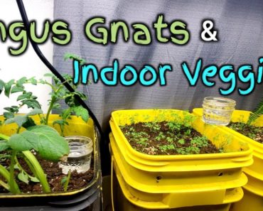 3 Tips On Fungus Gnat Control With Indoor Gardening #shorts