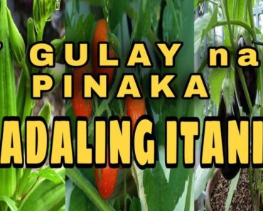 7 Gulay na Pinakamadaling Itanim | Easy to Grow Vegetables for Beginners | TIPS