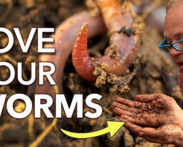 Get Worms to Work For You in your Vegetable Garden!