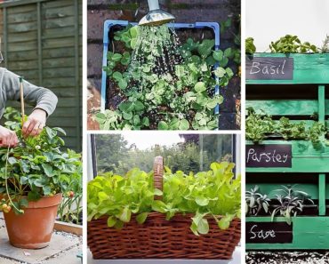 Clever Ways to Grow in Small Spaces: Container Vegetable Gardening for Beginners