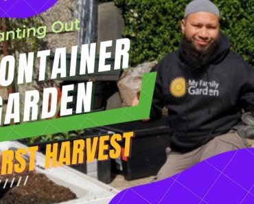 Container Vegetable Gardening For Beginners – Patio Vegetable Garden