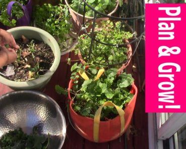 Vegetable Container Garden How to–Space Set-up & Beginner Tips