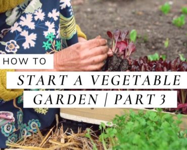 How To Start A Vegetable Garden – Part 3, Planting Seedlings and Sowing Seeds | A Beginner's Guide