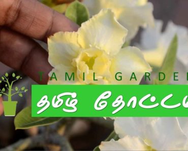 Home gardening for beginners | Gardening at home in Tamil