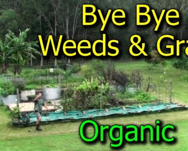 Preventing & Getting Rid of Weeds/Grasses in Vegetable Garden Beds