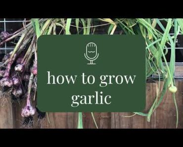 Garlic – beginner gardening advice – Rooting for You Podcast Season 1 Episode 6