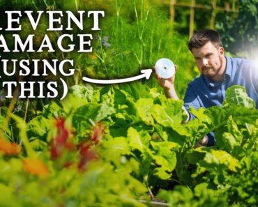 Natural PEST CONTROL Tricks for Vegetable Garden Success