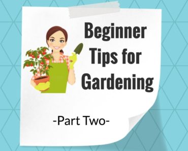 Beginner Tips for Gardening 🌿🍓-Part Two-