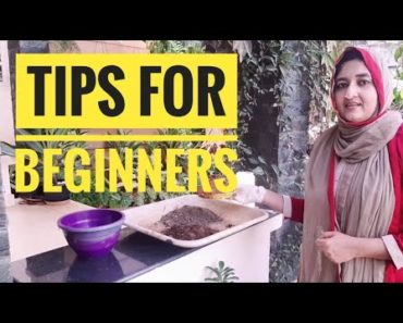 എങ്ങനെ നല്ലൊരു gardener ആവാം | Tips for beginners | Majicasa by Sajitha