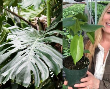 The Mysteries of Monstera Deliciosa:  A Beginner's Guide to Growth and Care