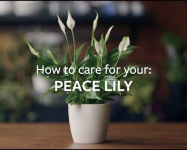 How to care for your Peace Lily | Grow at Home | RHS