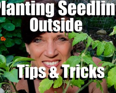 How to to Plant Vegetable Seedlings in the Garden – Tips and Tricks  // Spring Garden Series #10