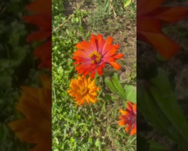 Mini Tour of my backyard garden! Growing Flowers, Peppers, Tomatoes, pumpkins & more #short #shorts
