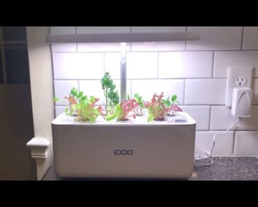 iDoo Hydroponics – 2 week Progress | 7 Pod Growing System