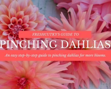 PINCHING: DAHLIA FLOWER GROWING TIPS (UPDATED) – How to “Pinch” Dahlias for More Blooms!
