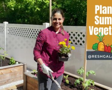 Raised Bed Gardening for Beginners: Summer Vegetable Planting