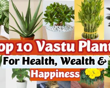 Top 10 Lucky Plants for Home | Vastu Plants | Best Indoor Plants | Lucky Plants for Home