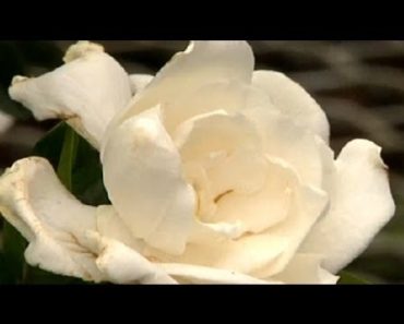 How to Care for Gardenias Indoors : Gardening Tips