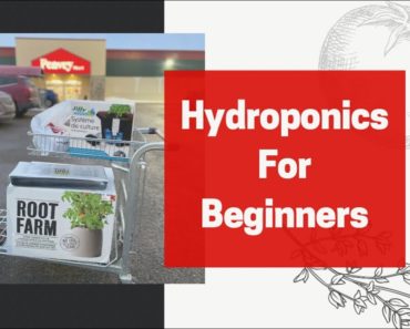 Hydroponics For Absolute Beginners! Gardening Indoors & Constant Food Supplies During The Winter