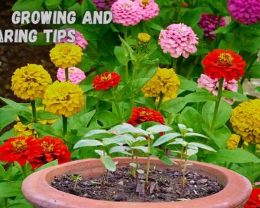 Summer Flower Pant Zinnia | Growing and Caring Tips I Pabitra Garden
