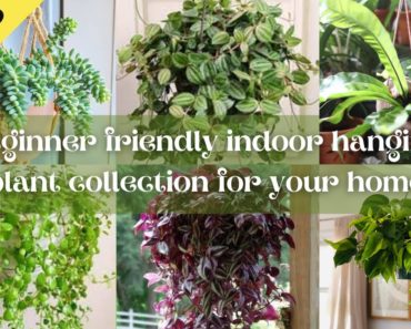 Best 15 beginner friendly indoor hanging plant collection for your home