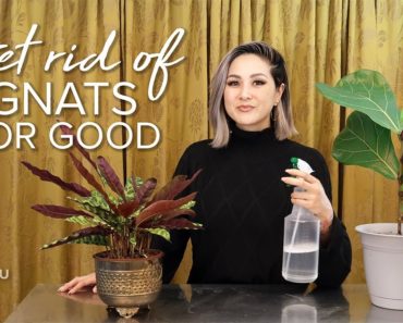 KNOW YOUR ROOTS | How to Get Rid of Gnats Indoors | Julie Khuu