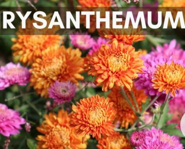 Fall Chrysanthemum Bouquet Growing Flowers Gardening for Beginners Cut Flower Farm Easy to Grow