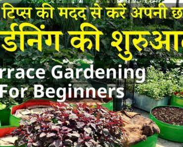 इन 5 टिप्स की मदद से करें अपनी छत पर गार्डनिंग की शुरुआत | Terrace Gardening For Beginners In Hindi