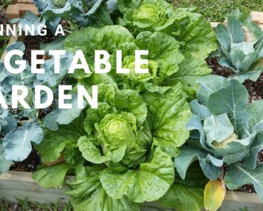 3 Tips for Planning a Vegetable Garden | Zone 11