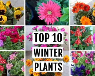 TOP 10 Winter Flowering Plants for Beginner Gardeners