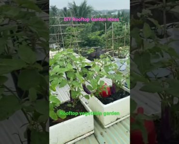 Rooftop vegetable garden | DIY Rooftop Garden Ideas
