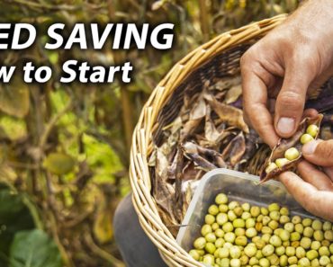 How to Start Saving Seeds from Your Vegetable Garden | Seed Saving Made Easy