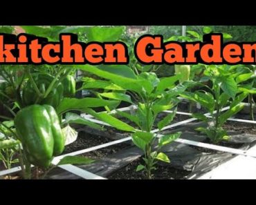 Roof terrace garden |gardening tips for beginners|tips gardening |gardening ideas for small spaces