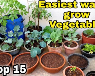Top 15 Vegetables you can grow in winter season (Home Gardening) (Part-1)
