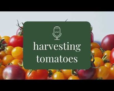 Tomato harvest – beginner gardening advice – Rooting for You Podcast Season 1 Episode 2
