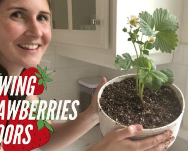Growing Strawberries Indoors – How I Grow Container Strawberry Plants in the Kitchen