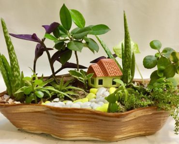 Cute Fairy Garden | DIY Fun Gardening Ideas with Indoor Plants for beginners step by step | India