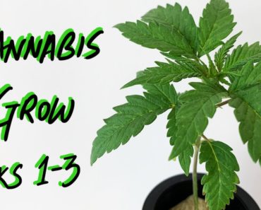 First Cannabis Grow – Weeks 1-3 – Indoor Hydroponic Marijuana