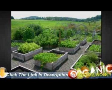 Tips for Planning a Beginner Vegetable Garden