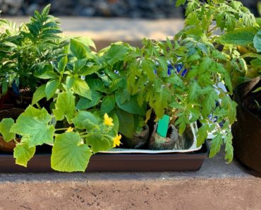 🍅LIVE: 3 Tips for Growing Your Emergency Vegetable Garden – FAST (REPLAY)
