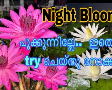 Night bloomer caring tips/ Fertilizer for flowering waterlily malayalam/night bloomer waterlily care